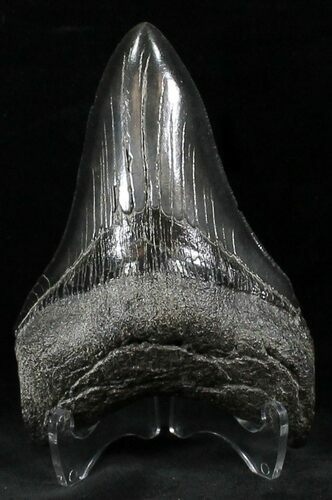 Serrated Lower Megalodon Tooth - South Carolina #26490